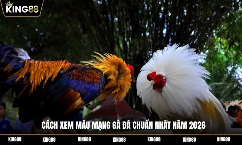 Bật mí cách xem màu mạng gà đá chuẩn nhất năm 2026
