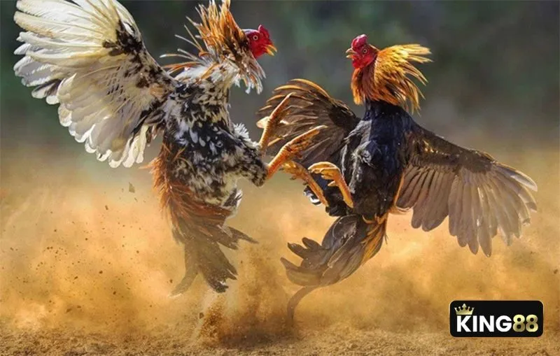 Màu lông gà có liên quan đến một loại năng lượng trong vũ trụ