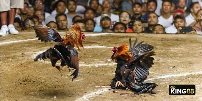 Những đòn đá hiểm hóc là nhận diện đầu tiên của chú gà mang vảy gà ngũ quỷ