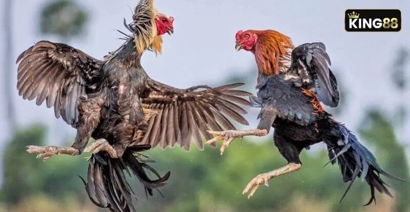 Hãy chọn lựa thật kỹ để tìm ra chú gà mang vảy ngũ quỷ chuẩn nhất